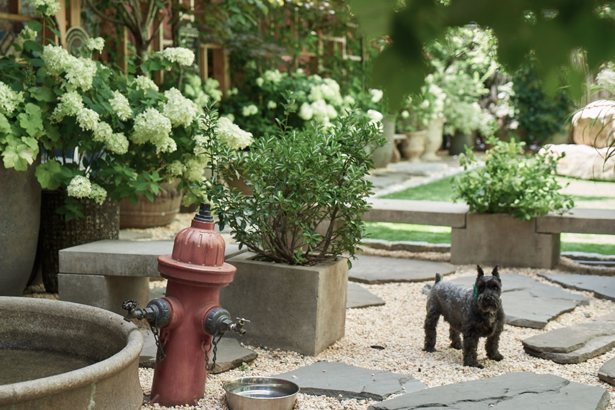 a Scottish terrier enjoys the dog park at the Soho Grand hotel