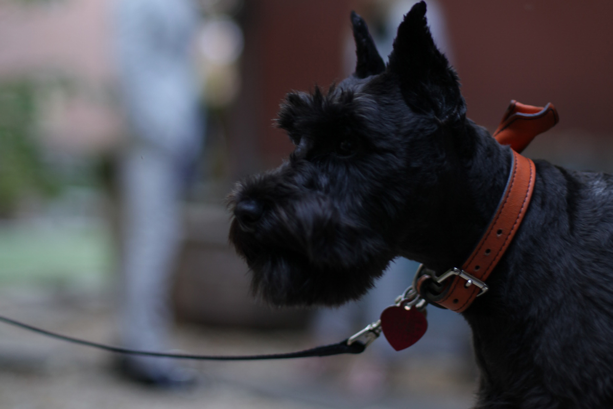 A scottish terrier enjoying the Dog Park at the Soho Grand