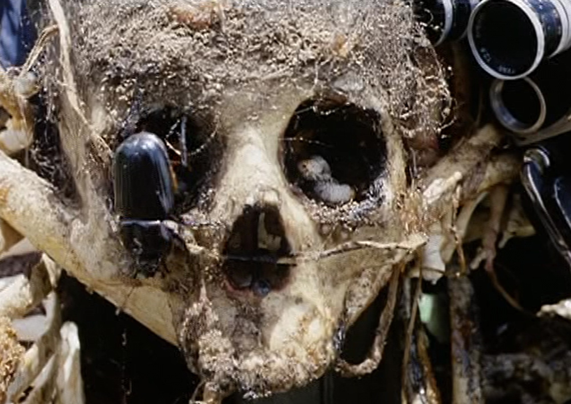 Image from the motion picture Cannibal Holocaust